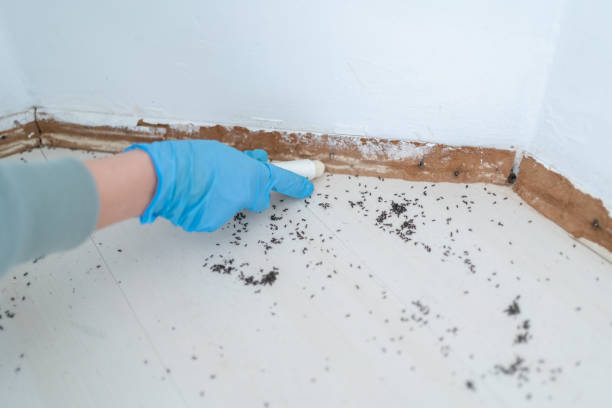 Best Best Pest Control Companies  in Burnt Mills, MD